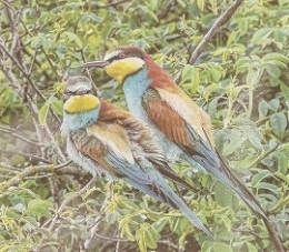 photographie,jsl noël reynolds,milan royal,journal le progrès,lpo,ligue de protection des oiseaux