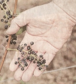 2022 08 23 BEAUJOLAIS OH LA BELLE GRAPPE.jpg