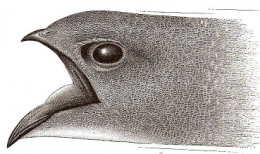 photographie,lyon,martinet noir,revue la hulotte,pierre déom