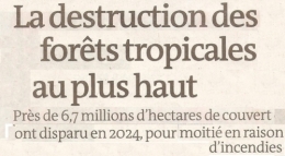 2025 05 22 LA FORÊT BRULE .jpg