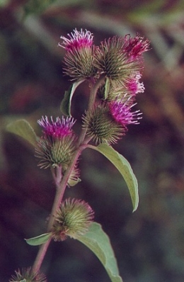 Arctium_minus_involucre.jpg