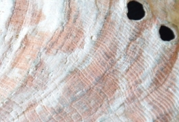 2025 02 21 ORMEAU.JPG