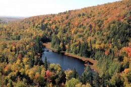 forêt Québec.jpg