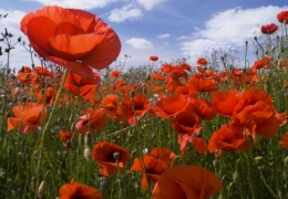 champs_de_coquelicots_mamie_nova.jpg