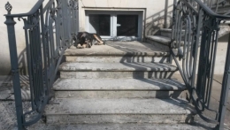 bleu de gascogne.jpg