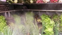 Brume saladiière.jpg