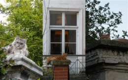 chats perchés (Small).jpg