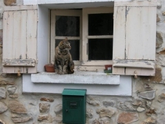 Chat St Sulpice (Small).JPG
