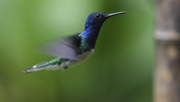 colibris_640.jpg