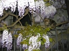 Glycine + Chat (Small).JPG