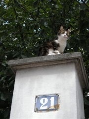 2011-08-07 Chatte tigrée Solitaires DSCN4068 (Small).JPG