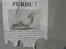 2015-04-16 Amandiers pigeon (Small).jpg