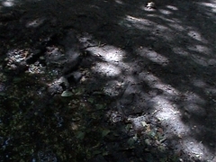 ArrImla flaque 5.jpg