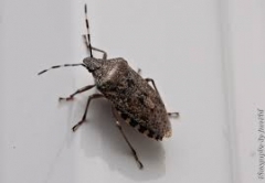 Punaise des bois.jpg