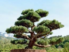 Arbre des livres.jpg