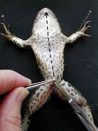 Grenouille à disséquer.jpg
