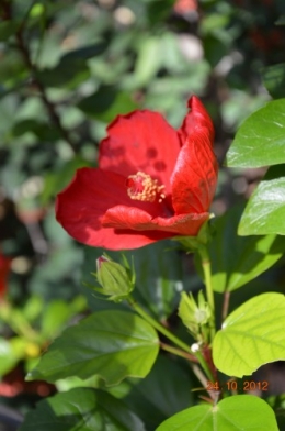automne,troc2012,Mouleydier,serre 067.JPG