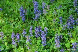 colline,orchidée,nature,jardin fleuri 042.JPG