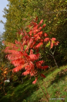 feuillages d'automne et tonte de la pelouse 004.JPG
