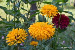 jardin Mme Perichou,grandes fleurs,bouquet,jardin 002.JPG