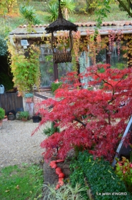 Mort du pommier,automne 004.JPG
