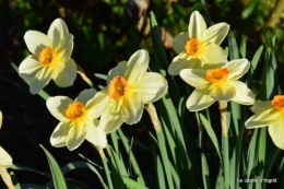 Montignac,anniversaire Brigitte,jonquilles 189.JPG