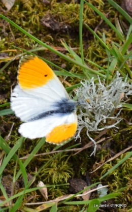 printemps,osier,tipi 031.JPG