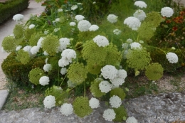 orage,puces,bouquet,Anniv.Ines,Brantome,Jardins d'eau 168.JPG