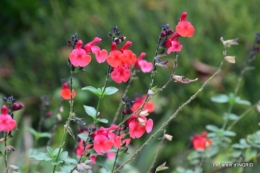 jardin ,bouquet 045.JPG