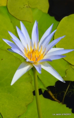 les jardins d'eau de Carsac 046.JPG