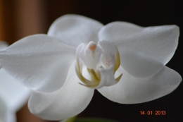 mesanges à longues queues,orchidées,neige2013 029.JPG