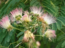 été,dahlia,lantana,bouillon blanc,platycodon,savonnier,machléa,calocasia,albizia
