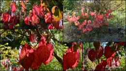 2014-10-12 fuschias,criquet,pluie,St Mayme de Peyreyrol,copines1.jpg