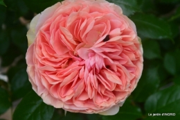 Colombier,Cadouin,jardin,roses,pluie 048.JPG