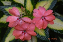 pluie