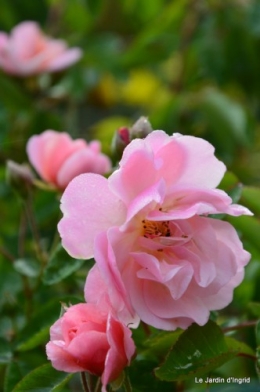 jardin,roses,cabane 007.JPG
