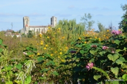 La Romieu,Coursiana,chez Renée,Ginkgo biloba 051.JPG