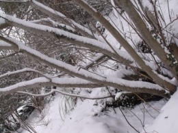 janvier fevrier 2012 075.JPG