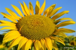 tournesols,podium,Lucas,jardin,Calès 059.JPG