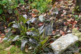 La Romieu,Coursiana,chez Renée,Ginkgo biloba 218.JPG
