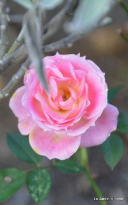 poule d'eau,travaux et dernières fleurs,tonte,sapin bois 071.JPG