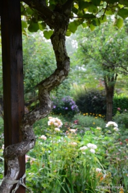 tournesols,pt jardin,nénuphard,libellules,lavande bouquet,carava 034-001.JPG