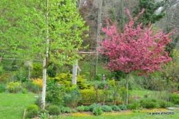 jardin confiné ,osier,magnolia jaune 042.JPG
