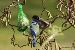 les oiseaux ,2 partie 020.JPG