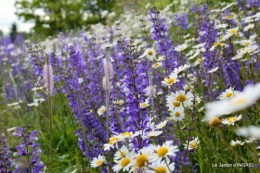 canal,fleurs blanches,marguerites,LE FLEIX,osier 023.JPG