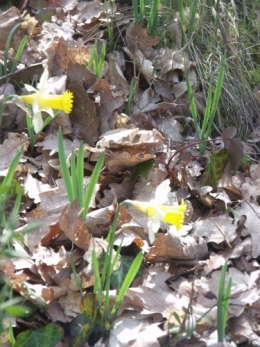 nicky et les jonquilles 008.JPG