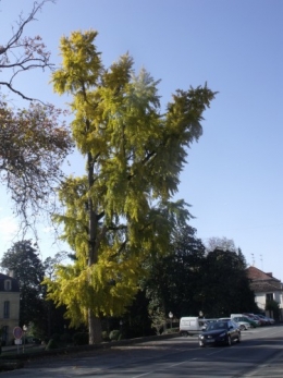 ginkgos,Noel Desmartis 003.JPG