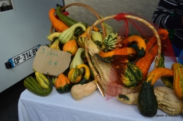 fête de la citrouille,jardinage,jardin 027.JPG