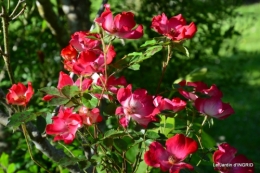 maison,jardin Bernadette,et jardin Claudine 096.JPG