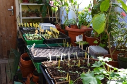 tour du jardin printemps 004-001.JPG